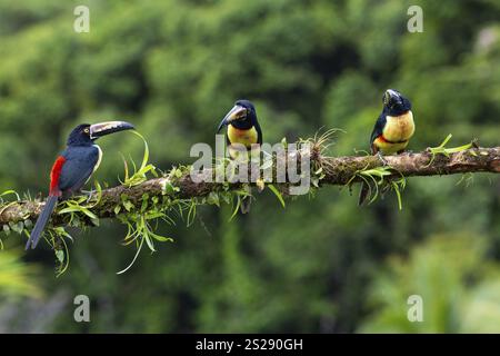 Aracari mit Kragen (Pteroglossus torquatus), Tucans (Ramphastidae), Laguna del Lagarto Lodge, Alajuela, Costa Rica, Mittelamerika Stockfoto