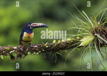 Aracari mit Kragen (Pteroglossus torquatus), Tucans (Ramphastidae), Laguna del Lagarto Lodge, Alajuela, Costa Rica, Mittelamerika Stockfoto