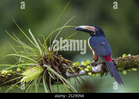 Aracari mit Kragen (Pteroglossus torquatus), Tucans (Ramphastidae), Laguna del Lagarto Lodge, Alajuela, Costa Rica, Mittelamerika Stockfoto