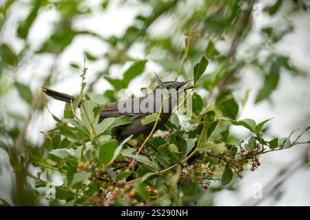 Ein grauer Katzenvogel auf einem Ast in den Sommerbüschen Floridas Stockfoto