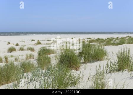 Blick auf die Foredunenlandschaft mit Marramgras (Ammophila arenaria), ausgedehntem Strand, blauem Himmel, Juist, Nordsee, Ostfriesische Inseln, Niedersachsen Stockfoto