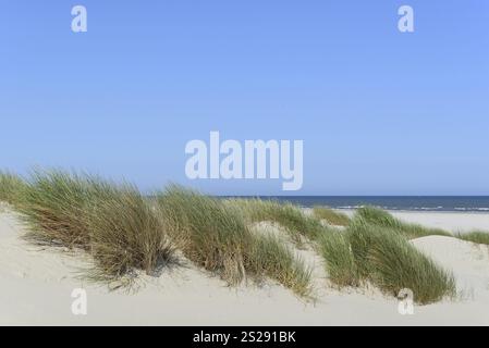 Hohe Düne mit Marramgras (Ammophila arenaria), blauer Himmel, Nordsee, Juist, Ostfriesische Inseln, Niedersachsen, Deutschland, Europa Stockfoto