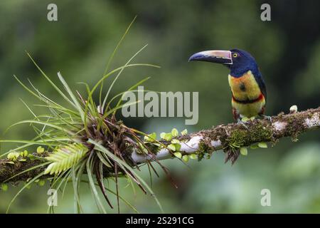 Aracari mit Kragen (Pteroglossus torquatus), Tucans (Ramphastidae), Laguna del Lagarto Lodge, Alajuela, Costa Rica, Mittelamerika Stockfoto