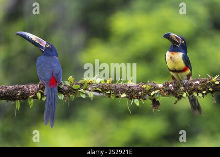Aracari mit Kragen (Pteroglossus torquatus), Tucans (Ramphastidae), Laguna del Lagarto Lodge, Alajuela, Costa Rica, Mittelamerika Stockfoto