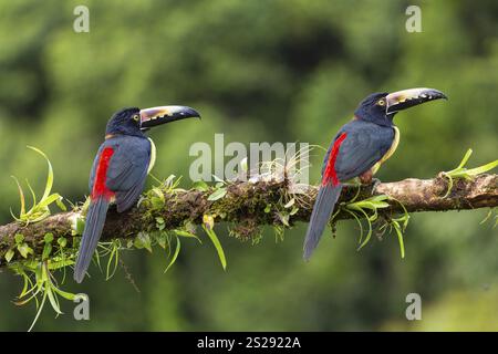 Aracari mit Kragen (Pteroglossus torquatus), Tucans (Ramphastidae), Laguna del Lagarto Lodge, Alajuela, Costa Rica, Mittelamerika Stockfoto
