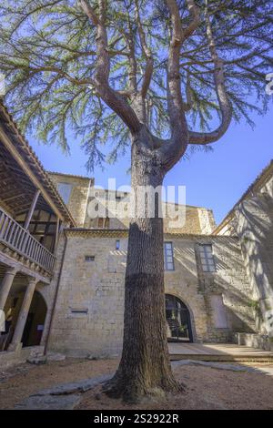 Innenhof mit Baum in der Abtei Sainte Marie in Lagrasse, Departement Aude, Frankreich, Europa Stockfoto