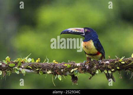 Aracari mit Kragen (Pteroglossus torquatus), Tucans (Ramphastidae), Laguna del Lagarto Lodge, Alajuela, Costa Rica, Mittelamerika Stockfoto