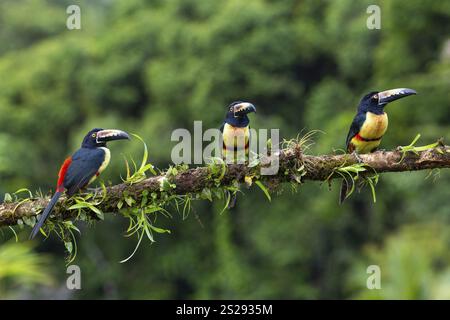 Aracari mit Kragen (Pteroglossus torquatus), Tucans (Ramphastidae), Laguna del Lagarto Lodge, Alajuela, Costa Rica, Mittelamerika Stockfoto