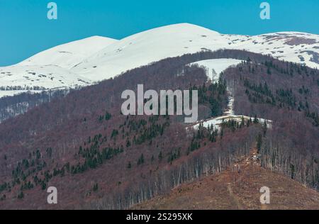 Der frühe Frühling Karpaten plateau Landschaft mit schneebedeckten Grat tops in weit, Ukraine. Stockfoto