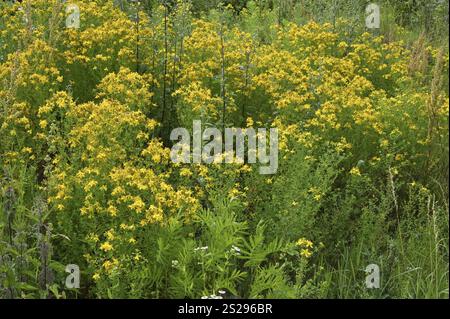 Johanniskraut (Hypericum perforatum) Stockfoto