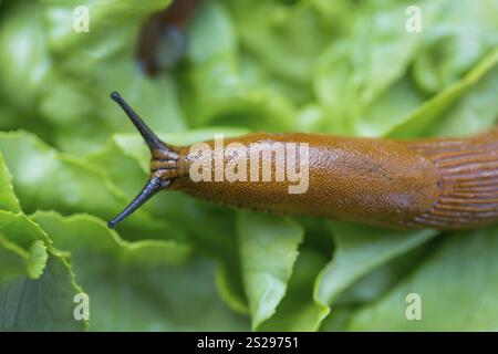 Eine Schnecke im Garten isst ein Salatblatt. Schneckenpest im Garten Stockfoto