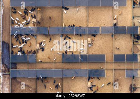 Großer Lagerplatz mit Fleischkühen. Fütterung von Rindern auf Futterplätzen im ländlichen Raum Stockfoto