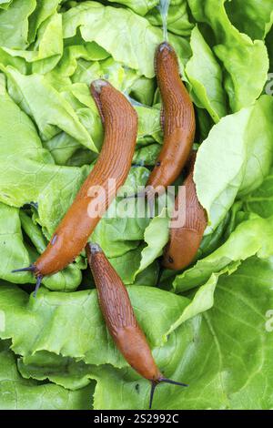 Eine Schnecke im Garten isst ein Salatblatt. Schneckenpest im Garten Österreich Stockfoto