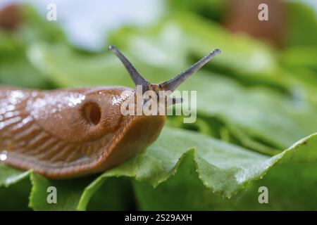 Eine Schnecke im Garten isst ein Salatblatt. Schneckenpest im Garten Stockfoto