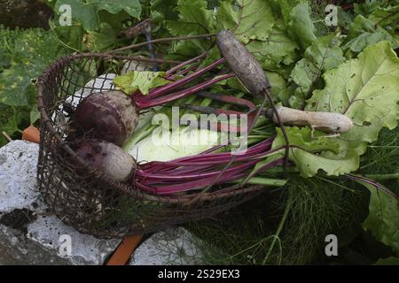 Geerntete Rote Bete, Fenchel Stockfoto