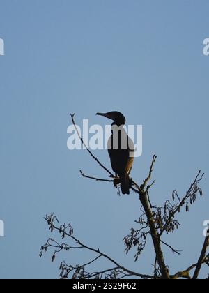 Kormoran (Phalacrocorax carbo) an einem Baum, Nordrhein-Westfalen, Deutschland, Europa Stockfoto