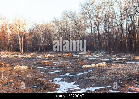 Abgeholzte Fläche mit zahlreichen Baumstümpfen und Baumstämmen, die auf dem Boden verstreut sind. Im Hintergrund gibt es einen dichten Wald von blattlosen Bäumen, was auf eine frühe Entwicklung hindeutet Stockfoto