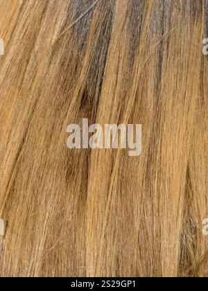 Eine junge Frau mit langen blonden Haaren, Rückansicht Stockfoto