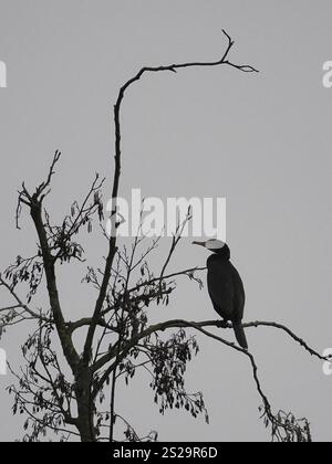 Kormoran (Phalacrocorax carbo) an einem Baum, Nordrhein-Westfalen, Deutschland, Europa Stockfoto