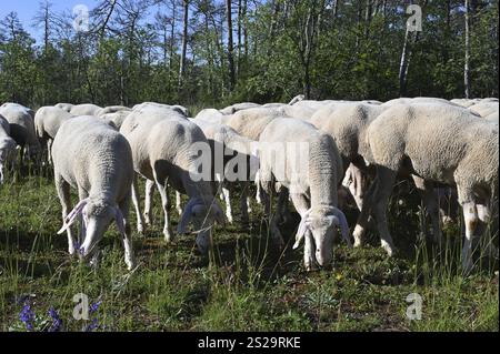 Schafherde, Merinoschafe, Weideweide, Landschaftsschutz, Deutschland, Bayern, Unterfranken, Europa Stockfoto