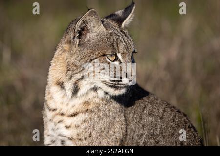 Ein wilder Bobcat (Lynx rufus) ist ein anpassungsfähiges und schönes Raubtier, das hier auf der Jagd in Kaliforniens PT Reyes National Seashore zu sehen ist. Stockfoto