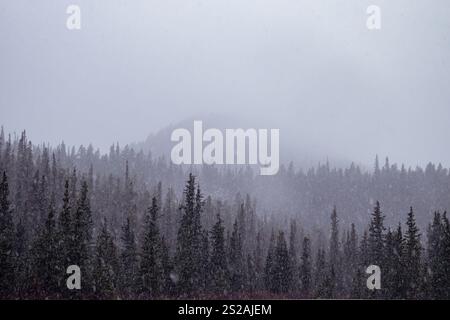 Nebel bedeckt Berge und Bäume an einem schneebedeckten Herbsttag entlang des Alaska Canada Highway in Kanada. Stockfoto