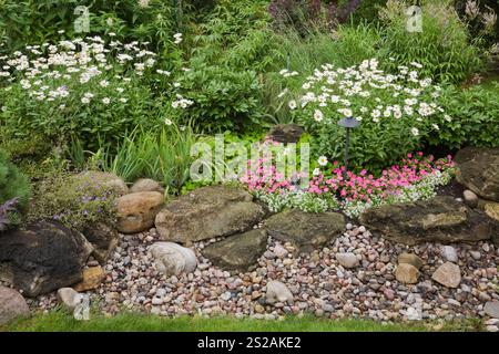 Trockener Strom, der von rosa Impatiens und weißem Leucanthemum vulgare begrenzt wird - Ochsenaugen-Gänseblümchen-Blumen im Garten im Wohnbereich im Sommer. Stockfoto