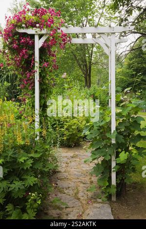 Pflasterweg durch weiße Holzlaube, bedeckt mit violettem Clematis und umgeben von gelben Lysimachia punctata - Loosestrife Blumen. Stockfoto