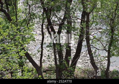 Im Frühling blätternde Uferbäume verdecken das felsige Flussbett Stockfoto