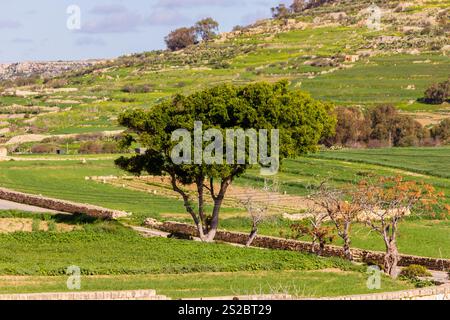 Wunderschöne ländliche Landschaft mit grasbewachsenen Feldern, einem weitläufigen, lebhaften grünen Baum und sanften Hügeln, die eine harmonische und ruhige Umgebung schaffen. Stockfoto