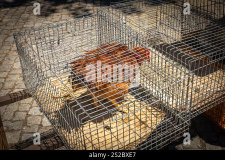 Käfige und eingeschlossene braune Hühner- und Eisenkäfige zum Verkauf auf einem Markt in Trancoso Portugal Stockfoto