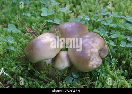 Tricholoma saponaceum, auch bekannt als Seifenduft, Seifenritter oder Seife tricholoma, Wildpilz aus Finnland Stockfoto