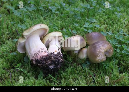Tricholoma saponaceum, auch bekannt als Seifenduft, Seifenritter oder Seife tricholoma, Wildpilz aus Finnland Stockfoto