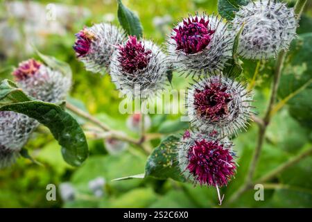 Woolly Burdock - Arctium Tomentosum - Nahaufnahme in Haute Savoie, Frankreich Stockfoto