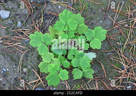 Greater Celandine, Chelidonium majus, auch bekannt als Nipplewort, Swallowwort oder Tetterwort, wilde giftige Pflanze aus Finnland Stockfoto