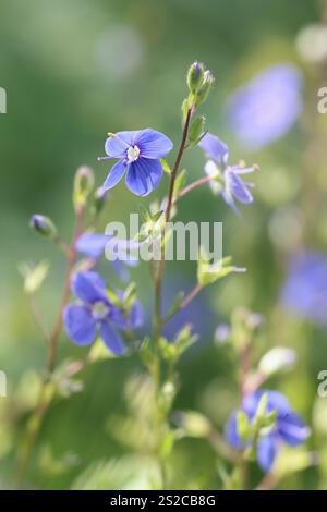 Veronica chamaedrys, bekannt als Germander speedwell oder Bird’s-eye speedwell, Wildpflanze aus Finnland Stockfoto