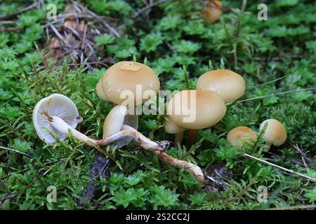 Hypholoma capnoides, auch bekannt als Conifer Tuft, Pilz aus Finnland Stockfoto