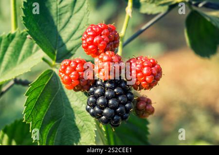 Brombeeren auf Einem Baumzweig, geringe Tiefe des Feldes Stockfoto