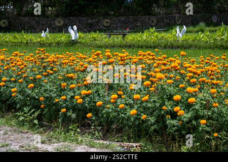 Nahaufnahme von gelben Blumen, Marigold ist eine wunderschöne Blumendekorationsblume Stockfoto