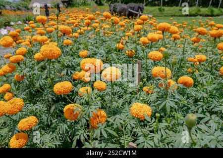 Nahaufnahme von gelben Blumen, Marigold ist eine wunderschöne Blumendekorationsblume Stockfoto