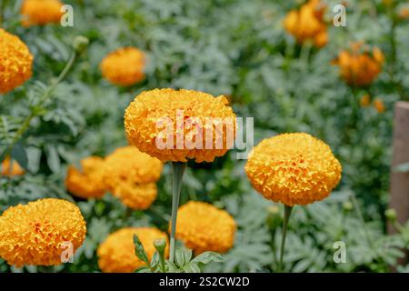 Nahaufnahme von gelben Blumen, Marigold ist eine wunderschöne Blumendekorationsblume Stockfoto