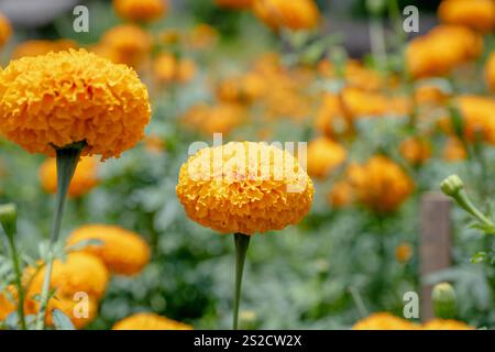 Nahaufnahme von gelben Blumen, Marigold ist eine wunderschöne Blumendekorationsblume Stockfoto