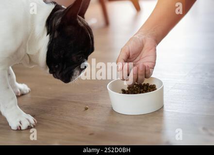 Die junge asiatische Frau streichelt und füttert ihren süßen schwarzen und weißen französischen Bulldoghund-Welpen. Stockfoto