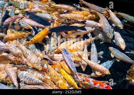 Bali, Indonesien - 22. Oktober 2024: Tirta Gangga Wasserpalast in Bali, Indonesien.Koi Fischlandschaft Stockfoto