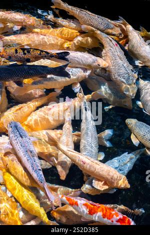 Bali, Indonesien - 22. Oktober 2024: Tirta Gangga Wasserpalast in Bali, Indonesien.Koi Fischlandschaft Stockfoto