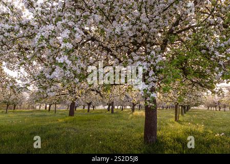 Nahaufnahme blühender Apfelbäume auf einer Wiese im Morgenlicht, Egnach, Kanton Thurgau, Schweiz Stockfoto