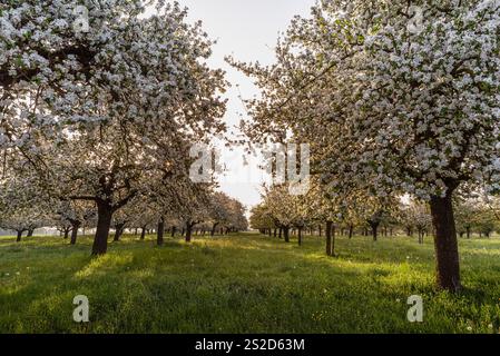 Eine Reihe blühender Apfelbäume auf einer Wiese im Morgenlicht, Egnach, Kanton Thurgau, Schweiz Stockfoto