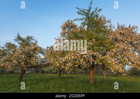 Blühende Apfelbäume auf einer Wiese, Egnach, Kanton Thurgau, Schweiz Stockfoto