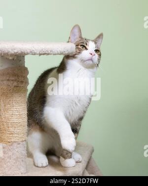 Nahaufnahme eines Tabby und eines weißen Kätzchens, der auf einem Katzenturm vor einem grünen Hintergrund sitzt Stockfoto