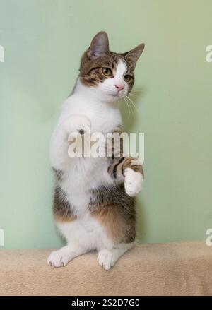Nahaufnahme eines Tabby und eines weißen Kätzchens, der auf einem Katzenturm vor einem grünen Hintergrund sitzt Stockfoto